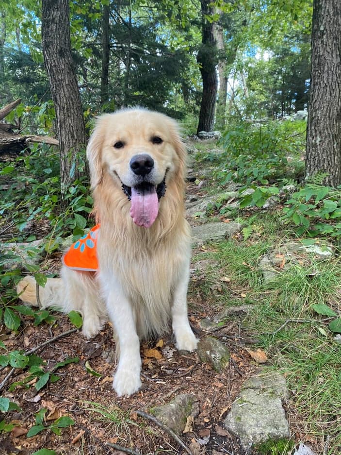 Mulligan the Pet Therapy Dog