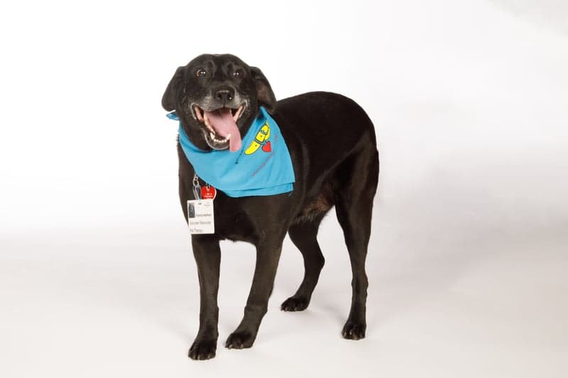 Frannie, a black lab, wears a blue bandana and poses with her hospital badge