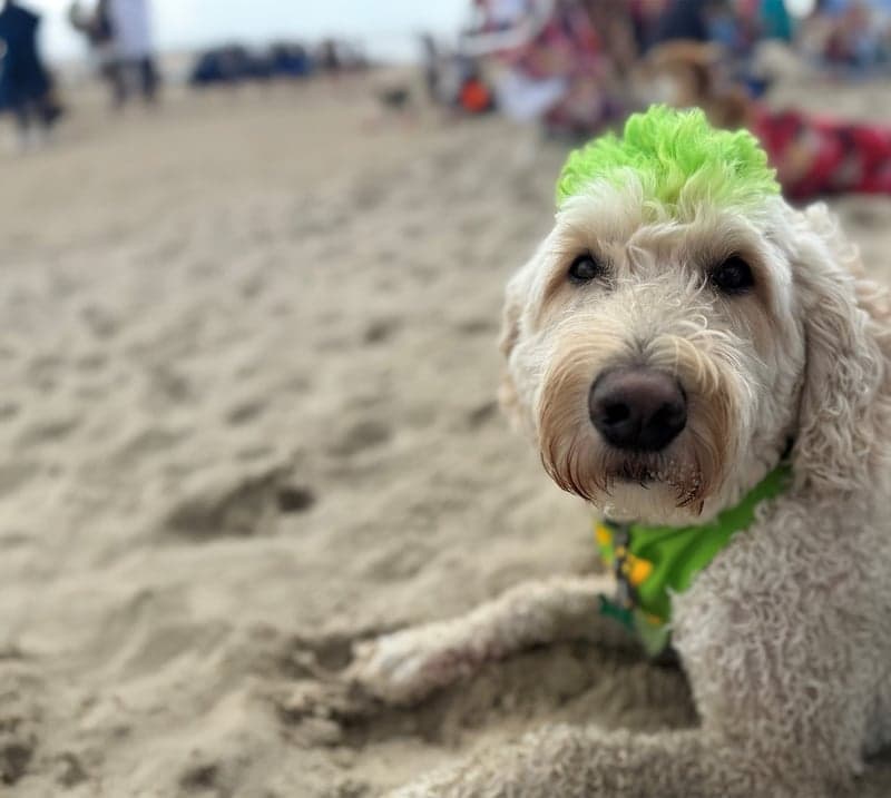 Murray the therapy dog relaxes on the beach