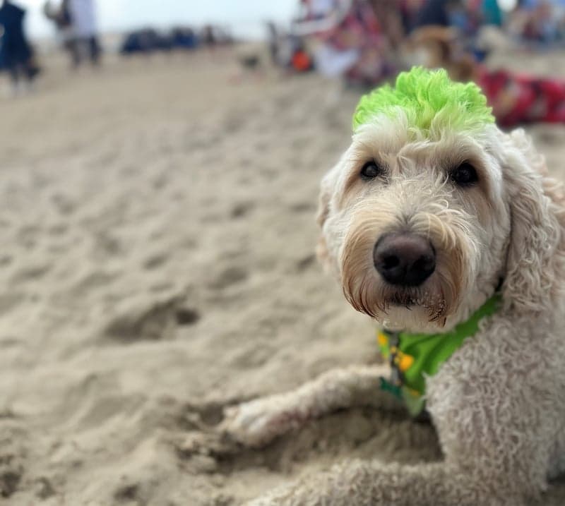 Murray the therapy dog relaxes on the beach