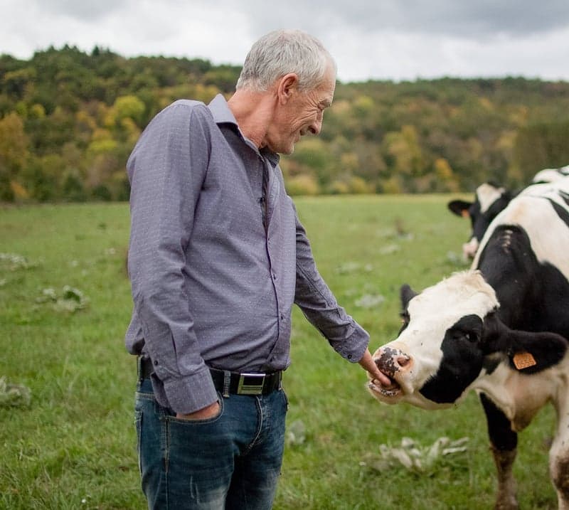 Older man feeds cow in a field