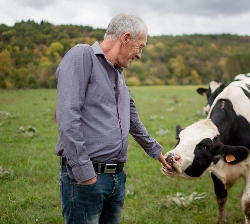 Older man feeds cow in a field