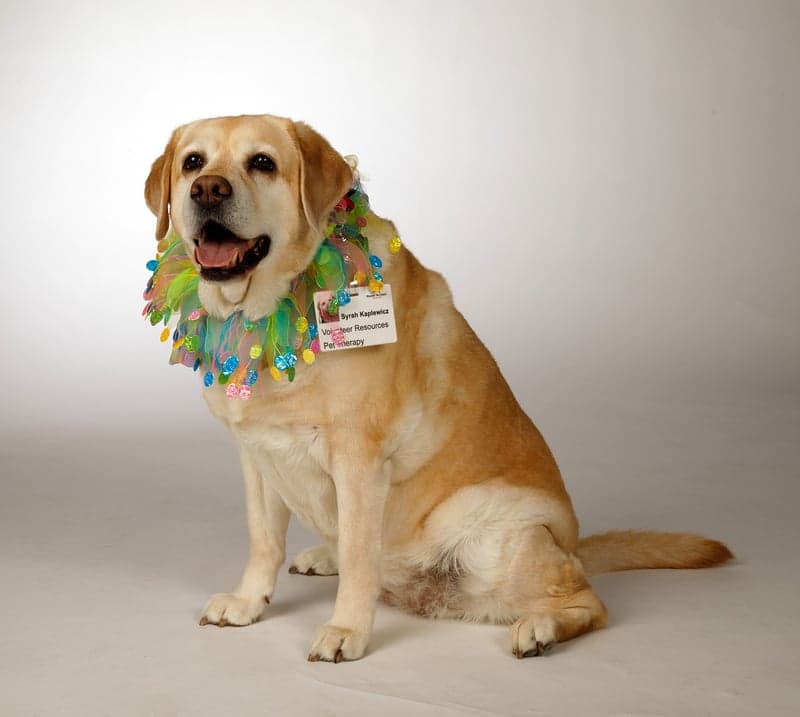 Shyrah the therapy dog poses for a headshot photo