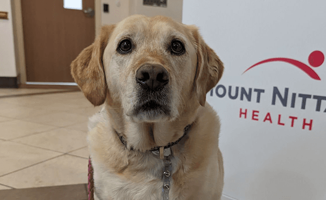 daisy-therapy-dog