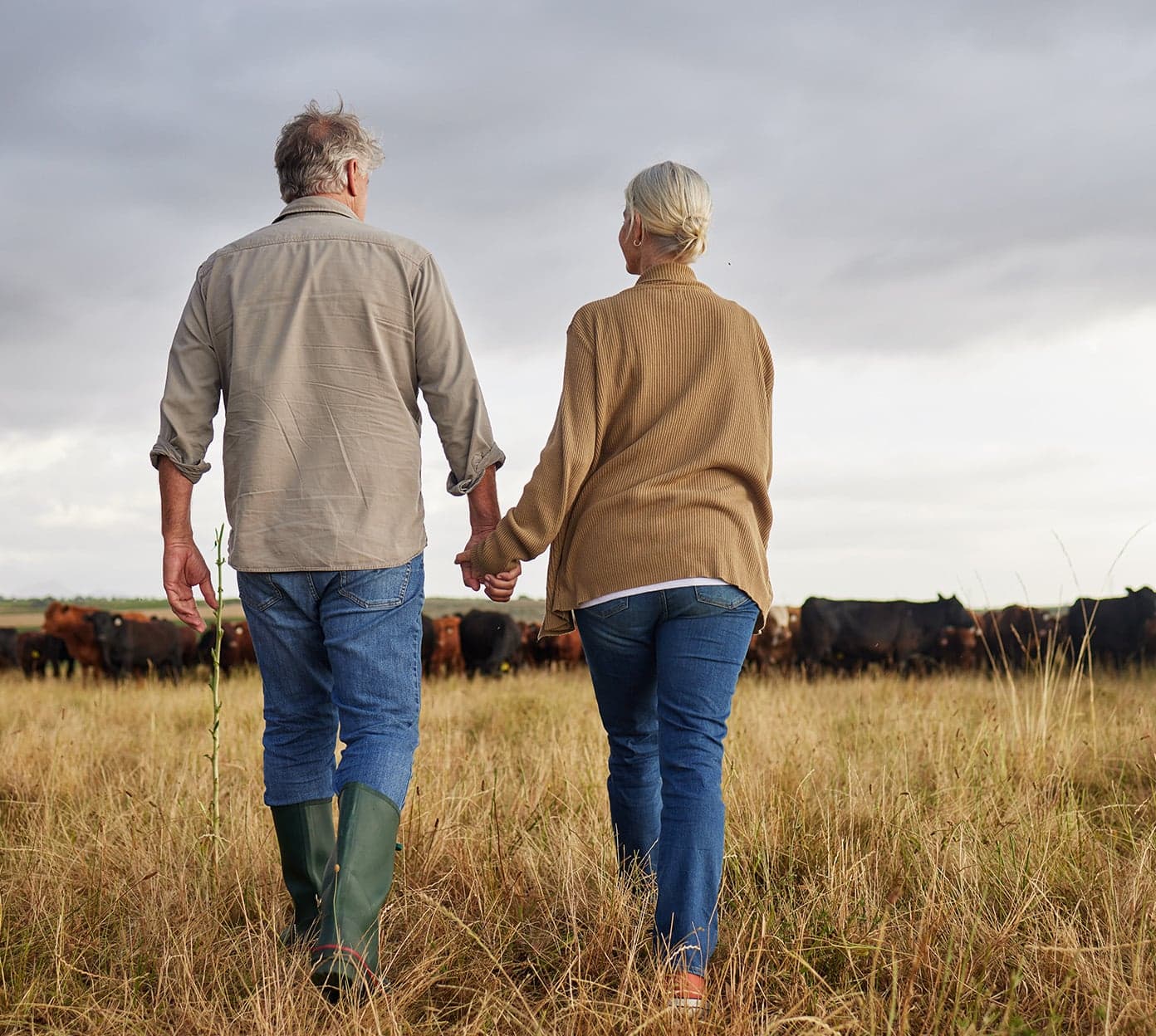 A man and woman hold hands walking through a farm field towards some cows