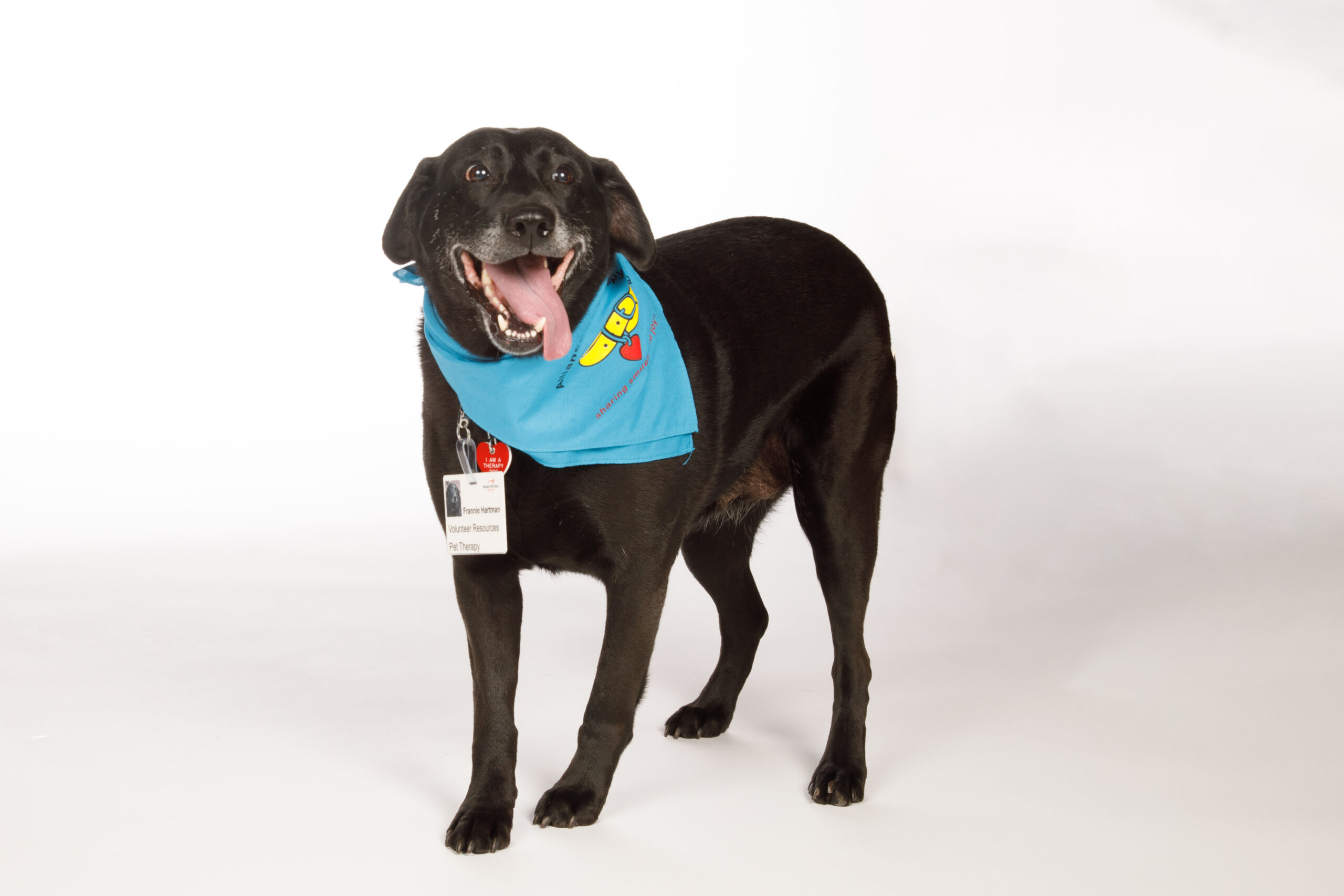 Frannie, a black lab, wears a blue bandana and poses with her hospital badge