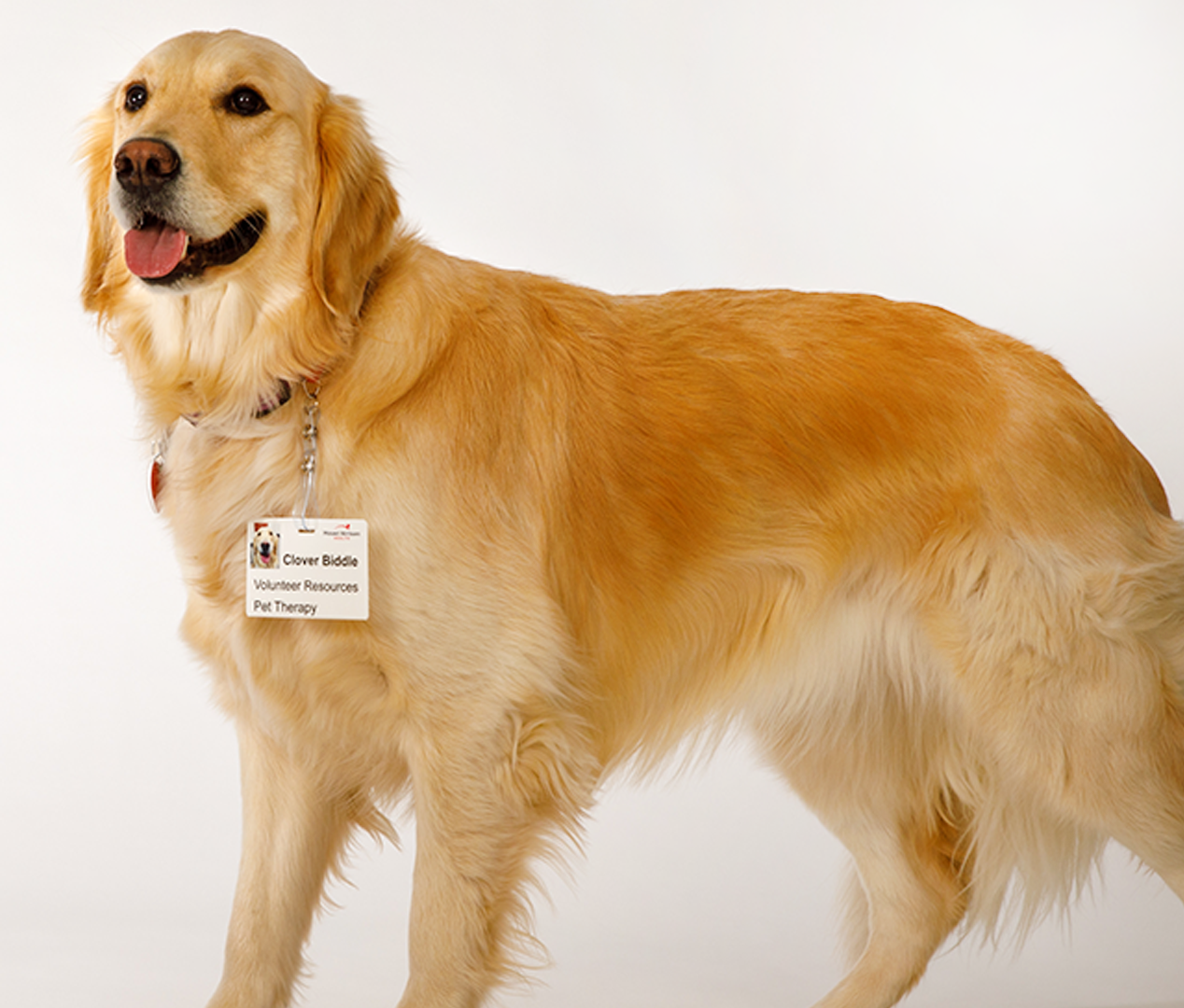 Clover, a golden retriever wears her badge and poses for a photo