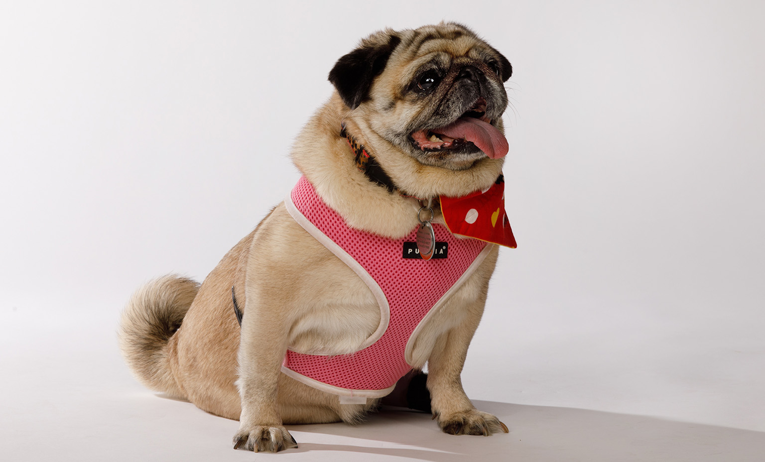 Rose the pet therapy dog pug poses for a photo