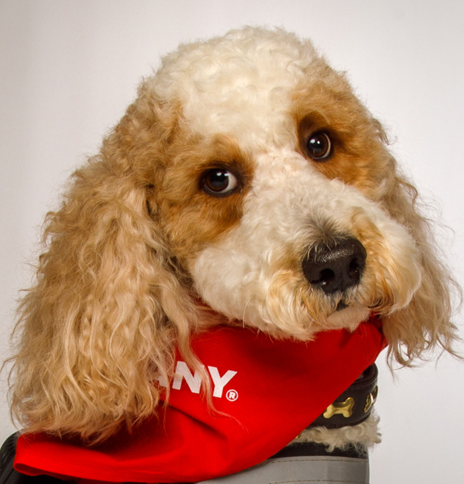 Lucy the therapy dog poses with her red Mount Nittany Health bandana