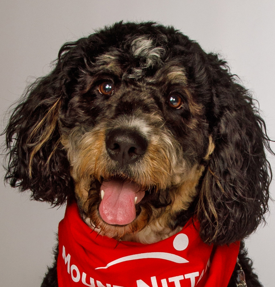 Paisley the therapy dog wears her red bandana and smiles