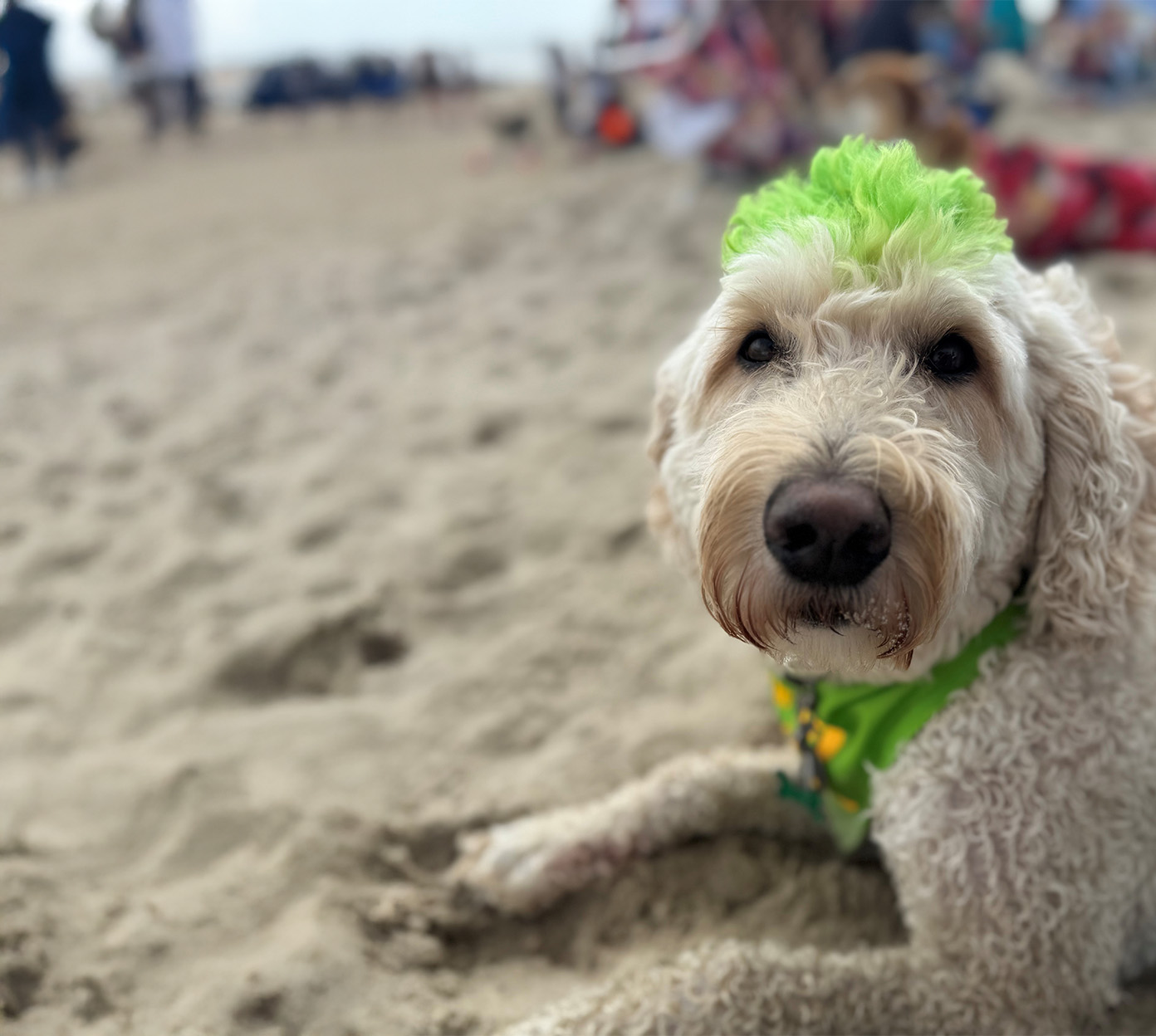 Murray the therapy dog relaxes on the beach