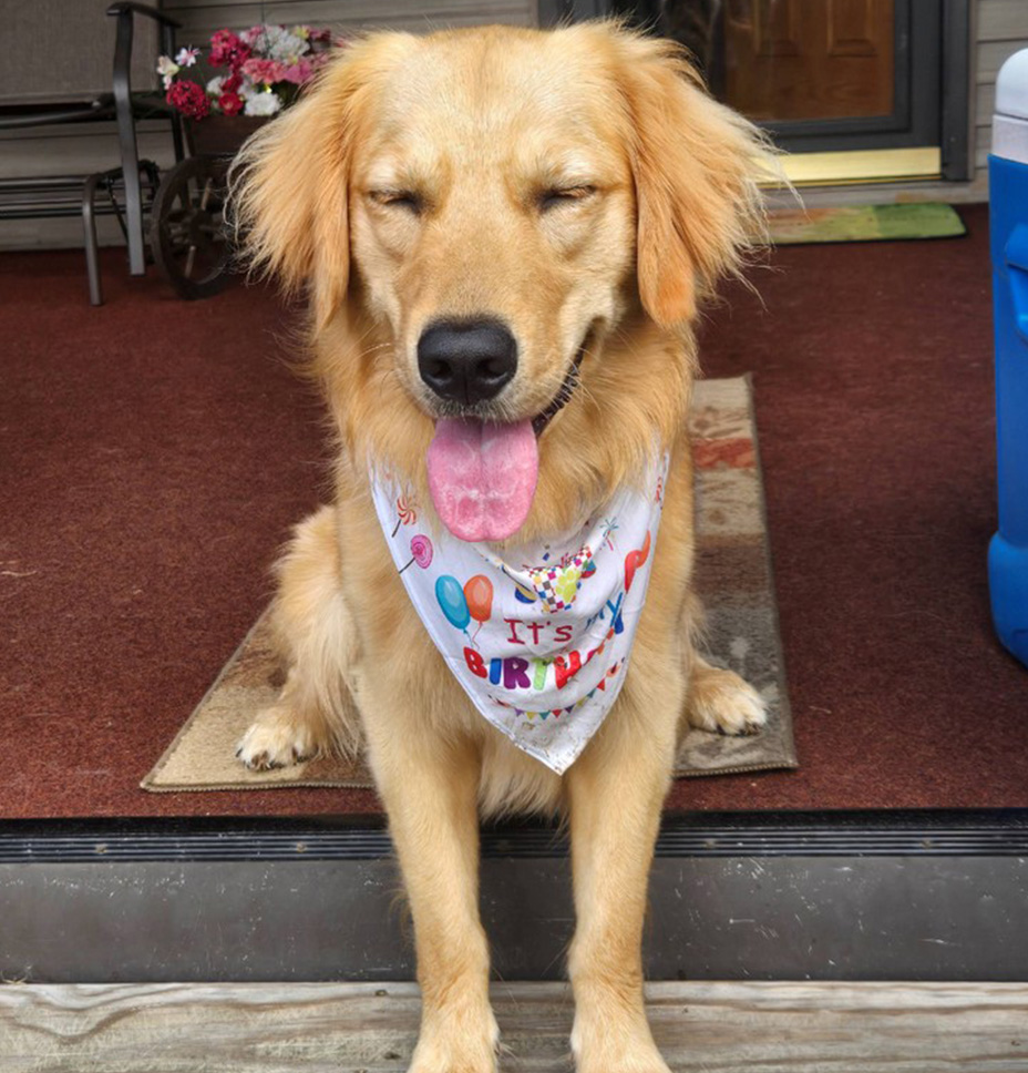 golden retriever cody wears a bandana and sits on her porch