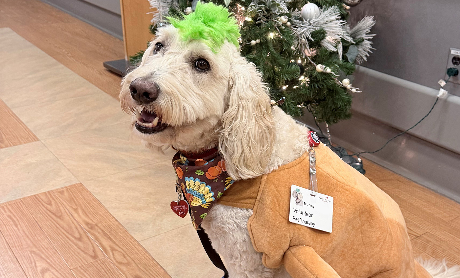 Murry the doodle sits in front of a Christmas tree wearing his turkey costume