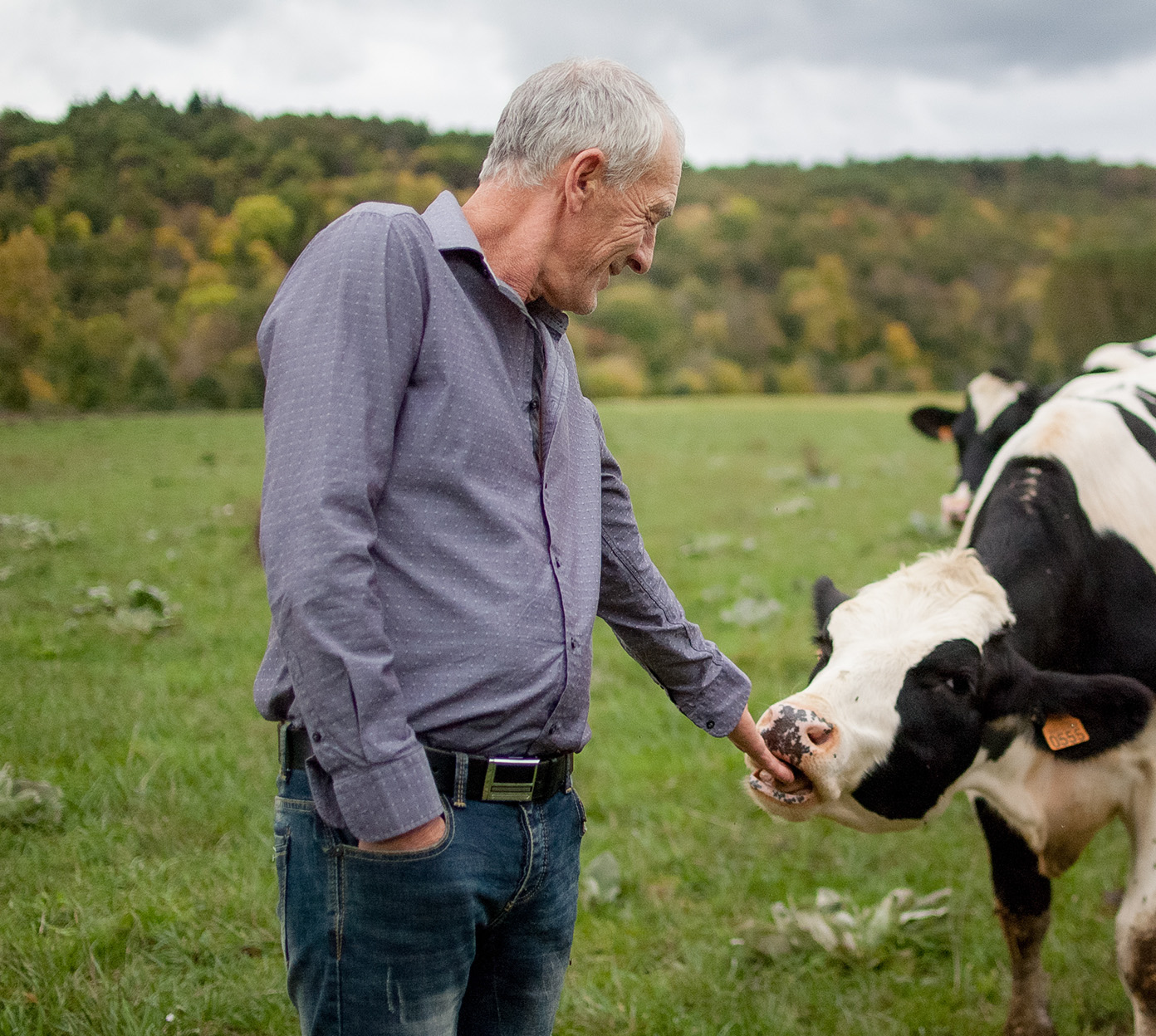 Older man feeds cow in a field